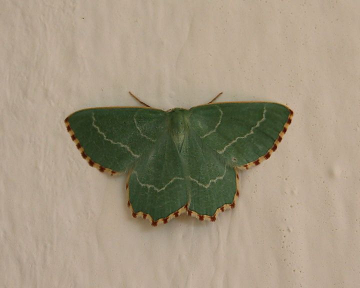 thalera fimbrialis,geometridi ?